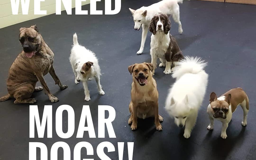 We’ve got plenty of daycare dogs but we always need more!! Sign up for a meet and greet with today: www