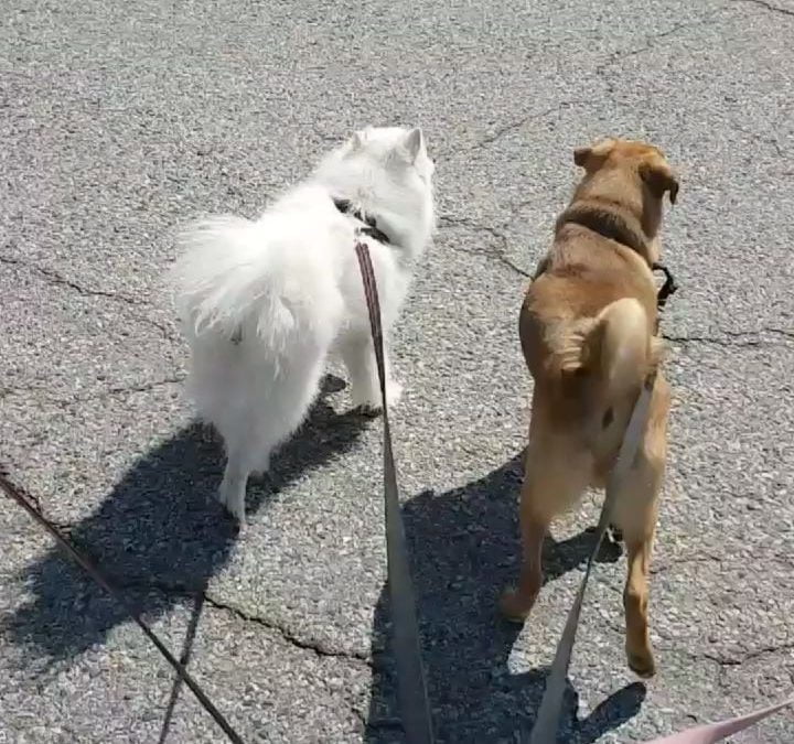 Who wants walkies?? Four of our daycare dogs head out for a walk on the town