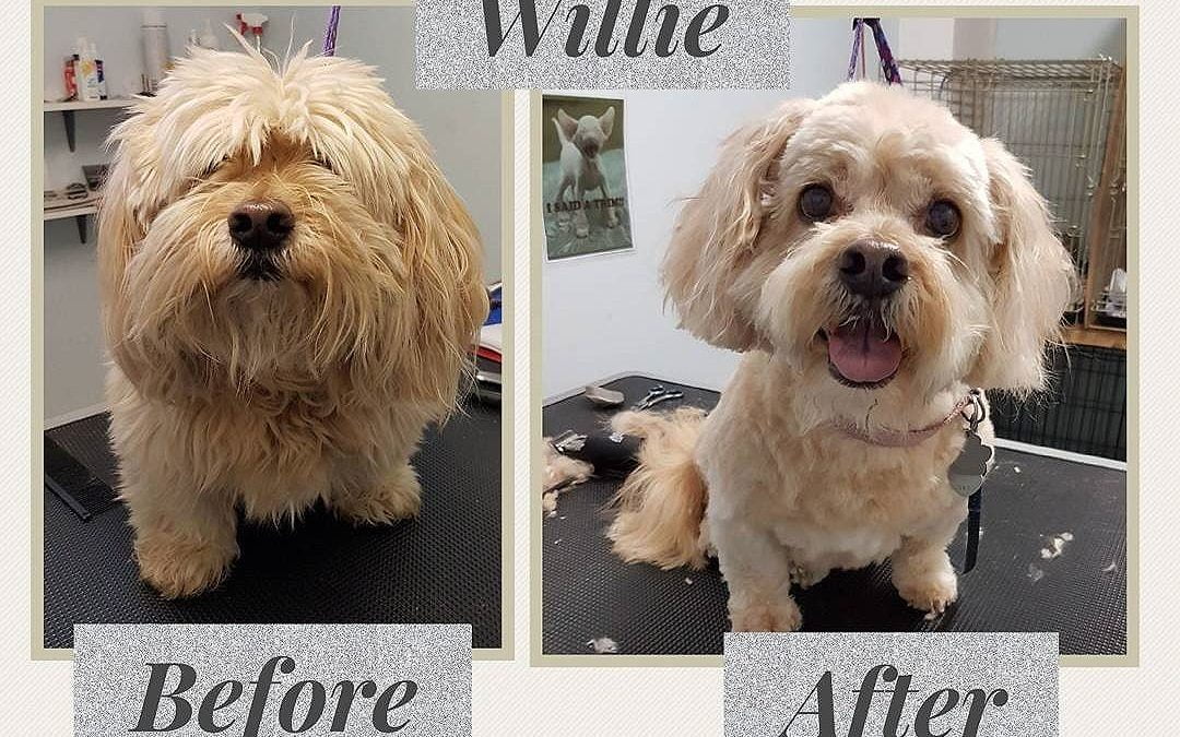 Willie: Before and After Groom