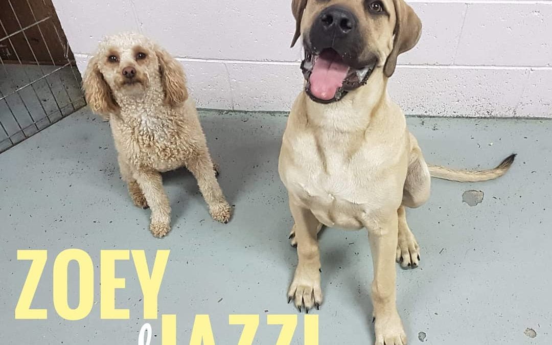 Zoey and Jazzi are enjoying their time at our daycare