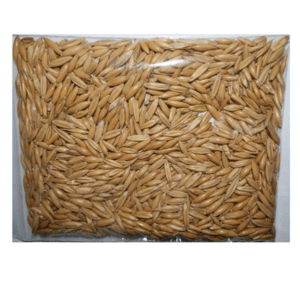 Giggle Grass - Oat Cat Grass Seeds - 5LB