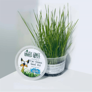 Giggle Grass - Cat Grass Seed Kit - 13CM (5in)