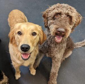Barks and Recreation Pet Services