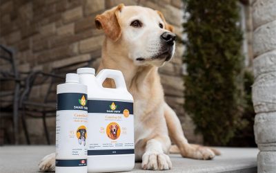 3 Great Things about Camelina Oil for your Dog or Cat
