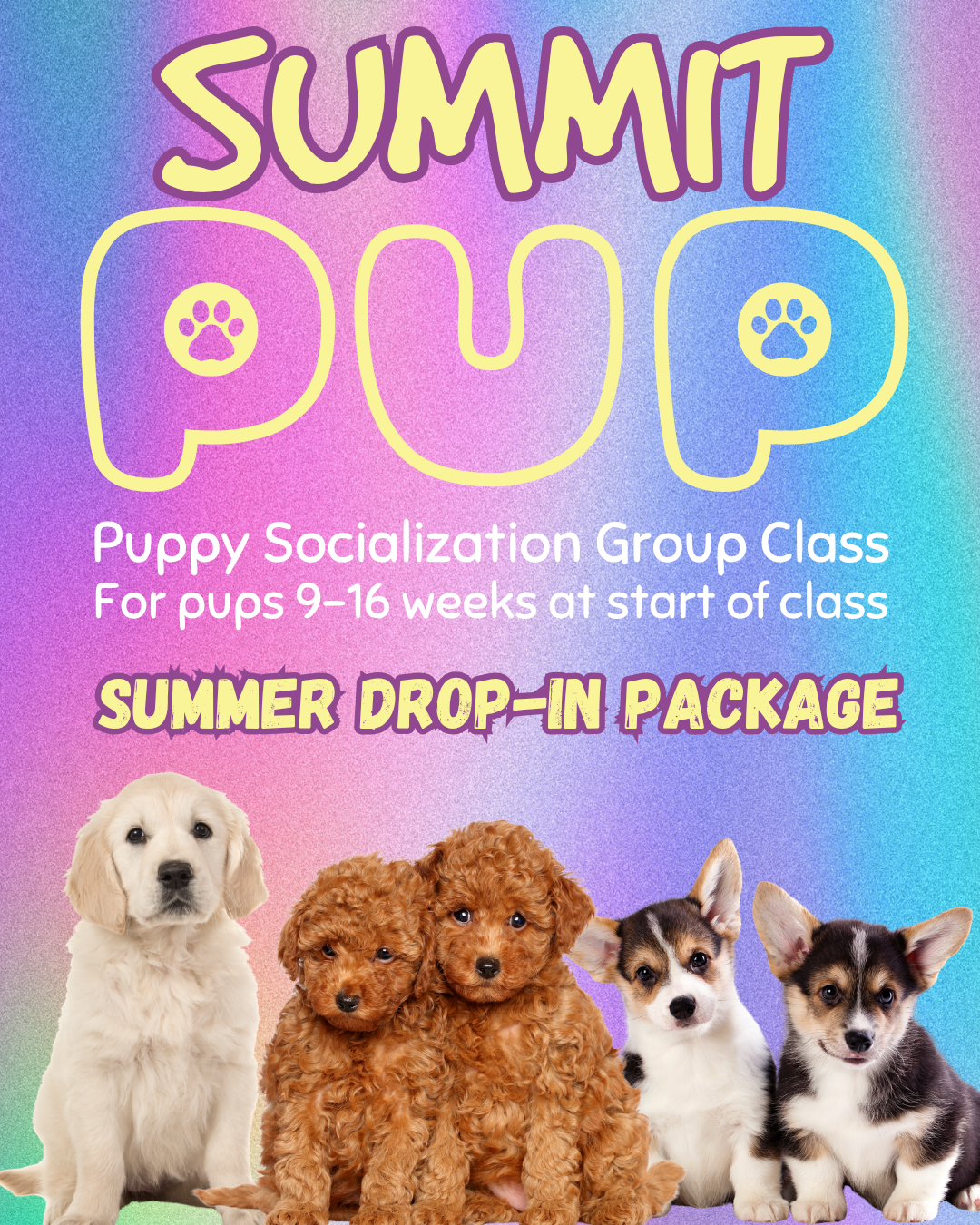 Summit Pup Instagram Ad Summit Pup Instagram Ad