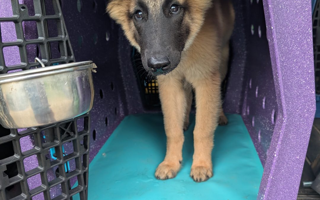 Picking The Right Size of Ruff Land Kennel